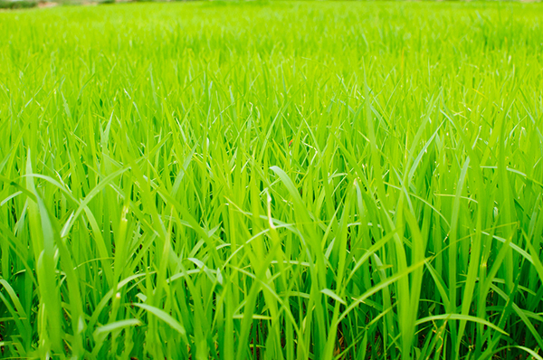 基于高光譜圖像技術的稻田苗期雜草稻識別