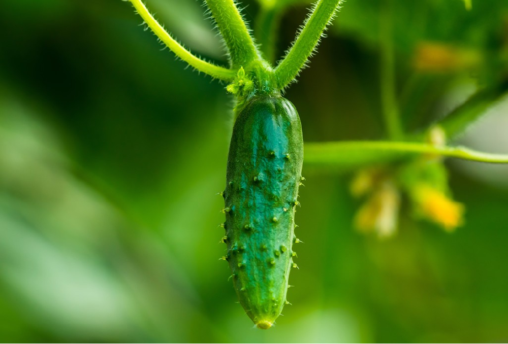 基于高光譜成像技術的小黃瓜水分無損檢測
