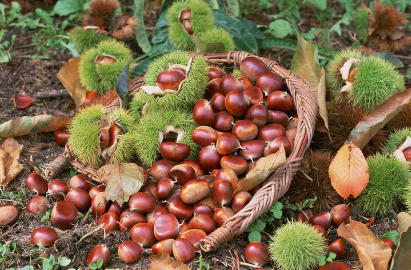 基于高光譜圖像技術的裂嘴板栗識別方法研究