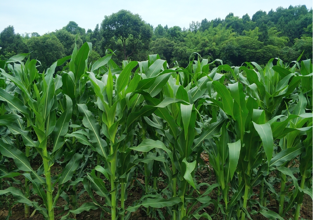 基于高光譜成像技術(shù)的玉米螟蛀入檢測方法研究