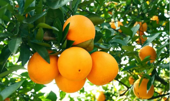 高光譜成像技術(shù)對贛南臍橙表面農(nóng)藥殘留的無損檢測