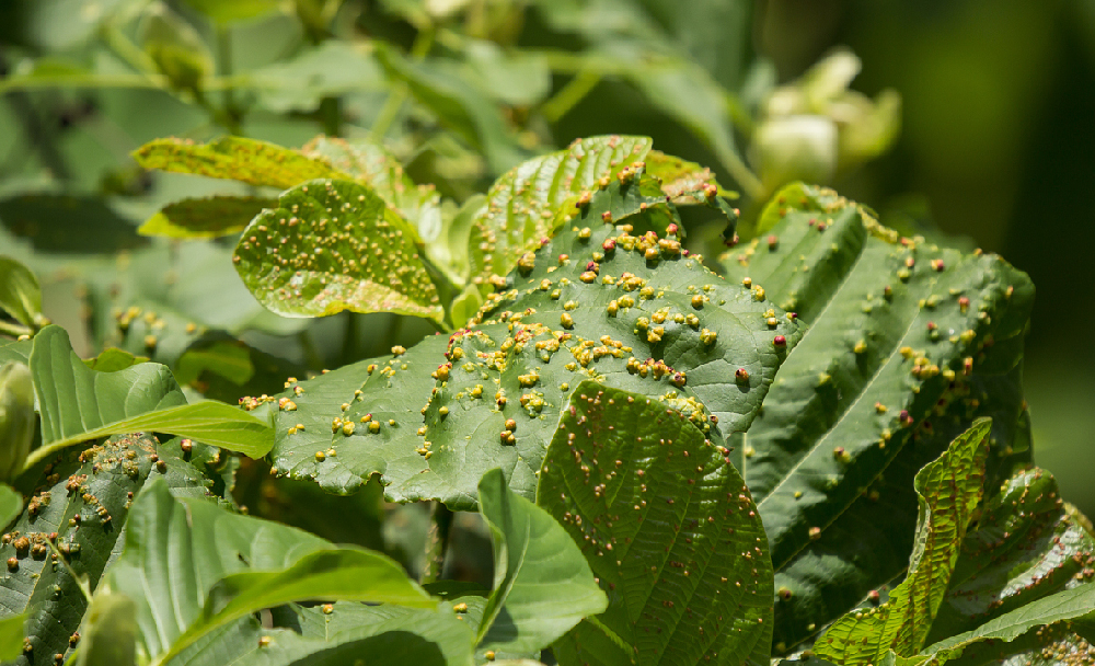 高光譜相機(jī)在植物病害的診斷分析與應(yīng)用