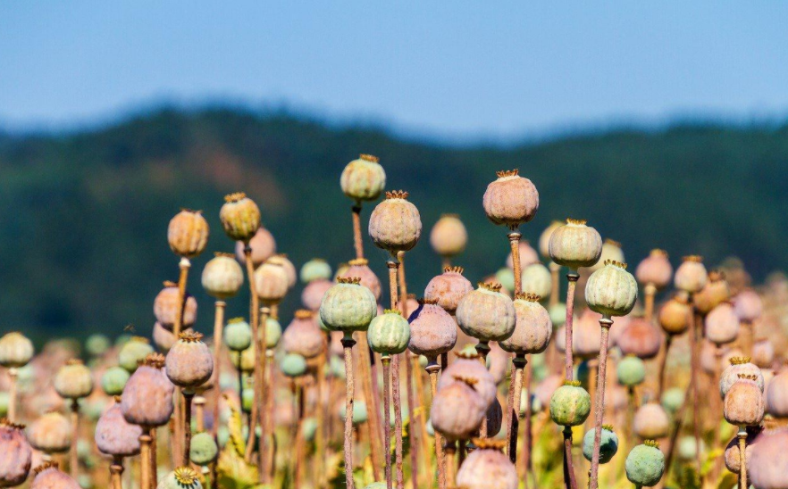 高光譜相機在罌粟識別中的應用