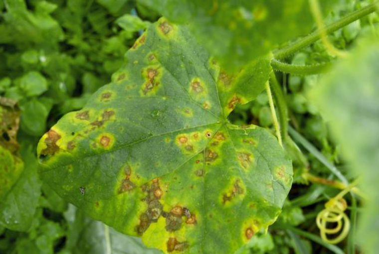 機(jī)載多光譜如何檢測(cè)植物病蟲害