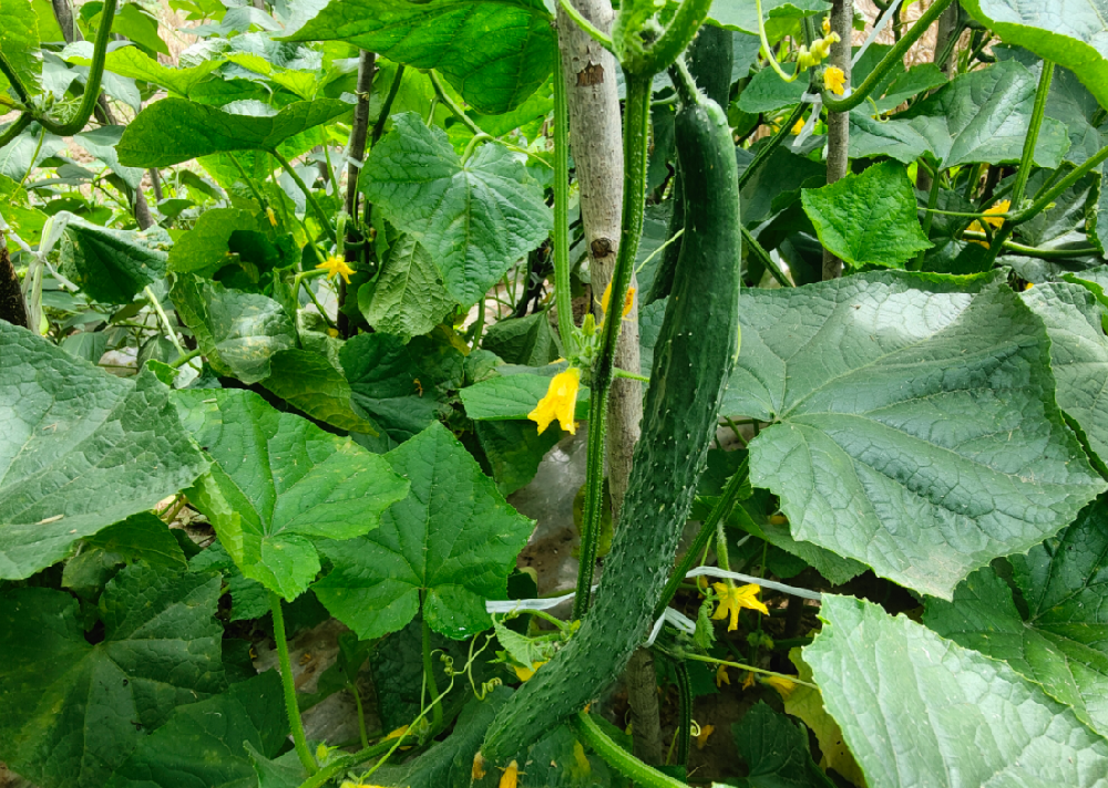 高光譜相機(jī)對(duì)于常見黃瓜病害的診斷